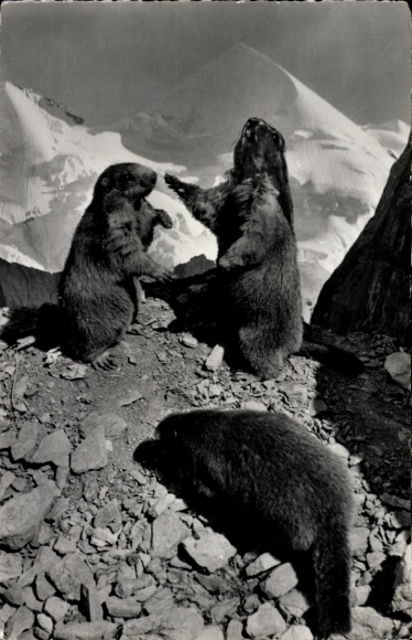 Ak Schweiz, Murmeltiere