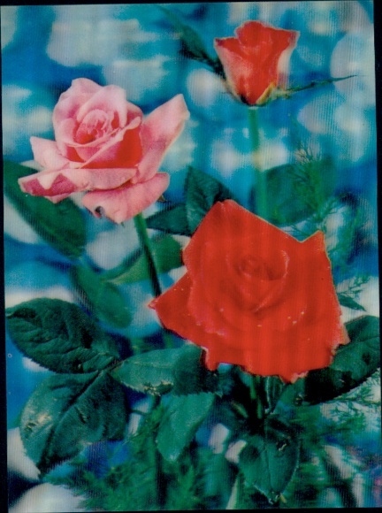 3-D Ak Rosen, Blumen
