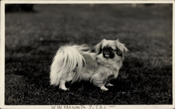 Ak Hund, Pekingese, Tierportrait