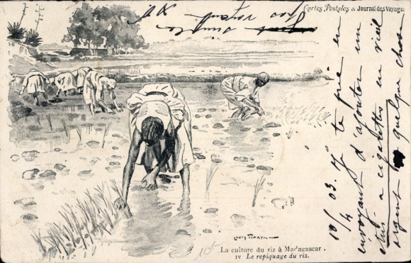 Künstler Ak Madagaskar, Reisernte