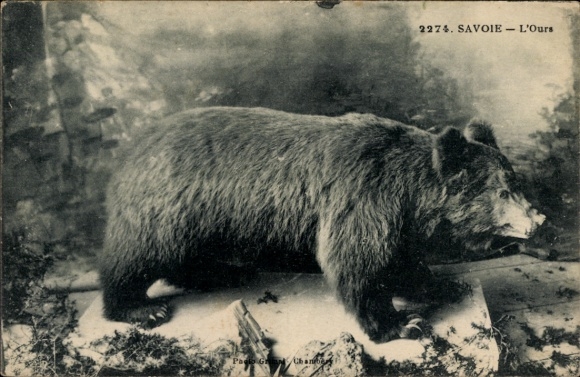 Ak Savoie, Braunbär