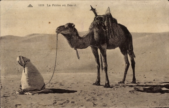 Ak Gebet in der Wüste, Kamel