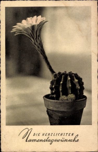 Ak Glückwunsch Namenstag, Kaktus