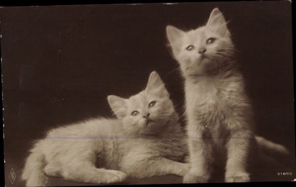 Ak Zwei kleine weiße Hauskätzchen, Katzenkinder, PFB 2189