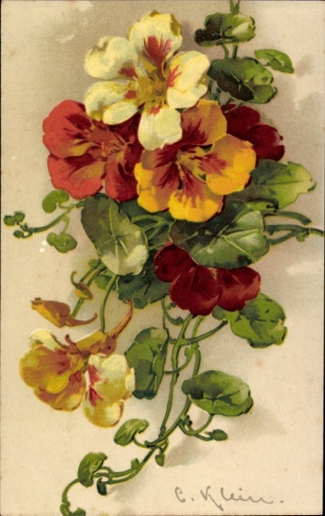 Künstler Ak Klein, Catharina, Kapuzinerkresse