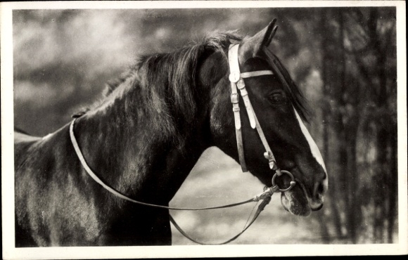 Ak Pferd, Tier-Portrait