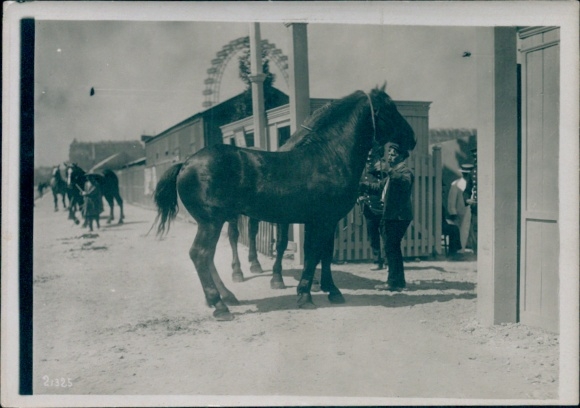 Foto Paris, Landwirtschaftsausstellung, Pferd