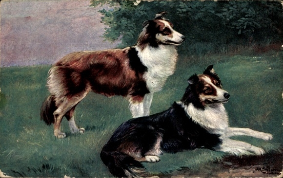 Künstler Ak Schönian, Alfred, Zwei Hunde, Collies, liegend und stehend, braunes und schwarzes Fell