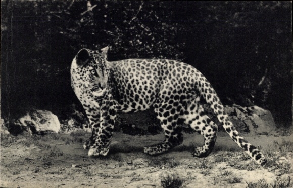 Ak Paris XII, Parc Zoologique Du Bois de Vincennes, Asiatischer Panther