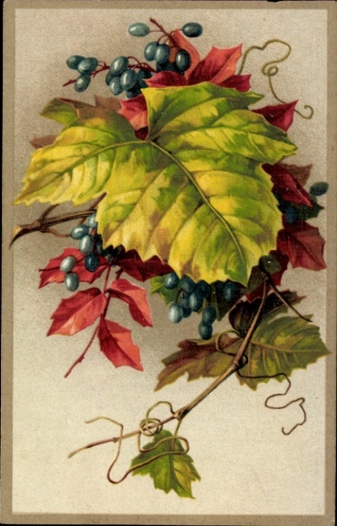 Künstler Ak Weinreben, Trauben