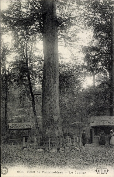 CPA Forêt de Fontainebleau, Le Jupiter