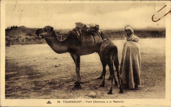Ak Touggourt Algerien, Kamel mit Jungtier