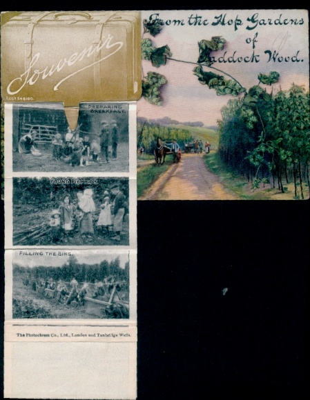 Leporello Ak Paddock Wood Kent England, Hopfengärten, Ernte