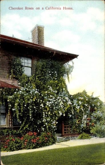 Ak Kalifornien USA, Cherokee Rosen an einem Haus