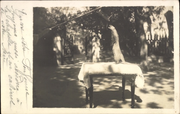 Foto Ak Tier auf dem Tisch