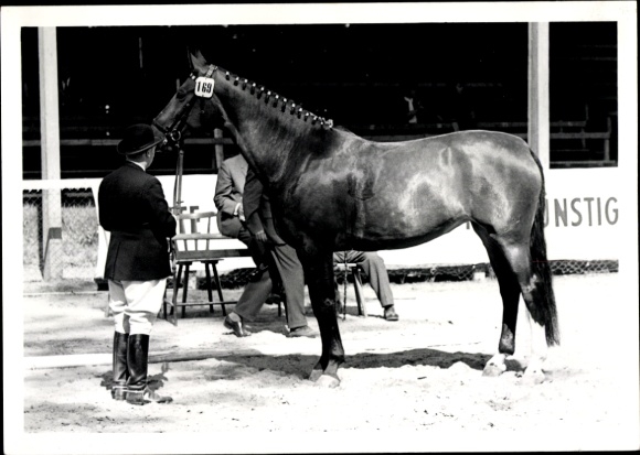 Foto Dressurreiten, Pferd, Reiter