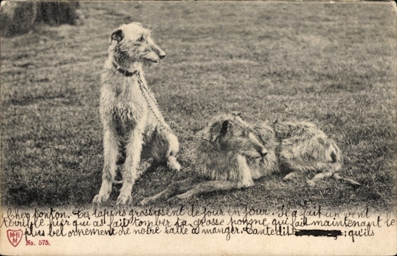 Ak Zwei Windhunde, Tierportrait