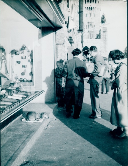 Foto Armer alter Hund, Mitleid, Hund vor einem Geschäftsschaufenster liegend