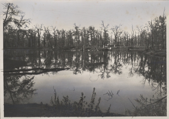 Original Foto Berlin Tiergarten, im Tiergarten und Botschaftsviertel, um 1946