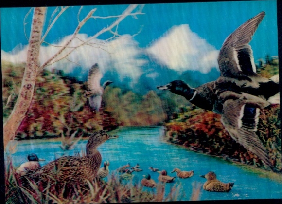 3-D Ak Wilde Enten, Entenküken