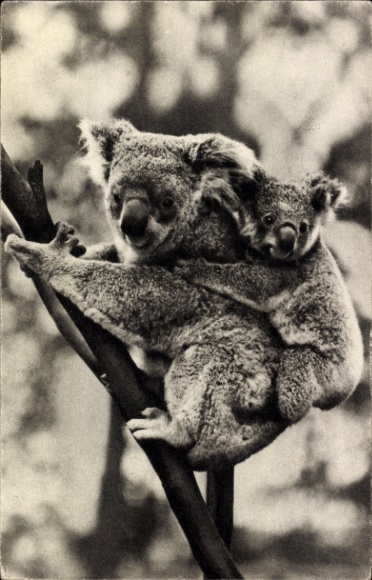 Ak Paris, Femelle koala et son petit, Koala Bären