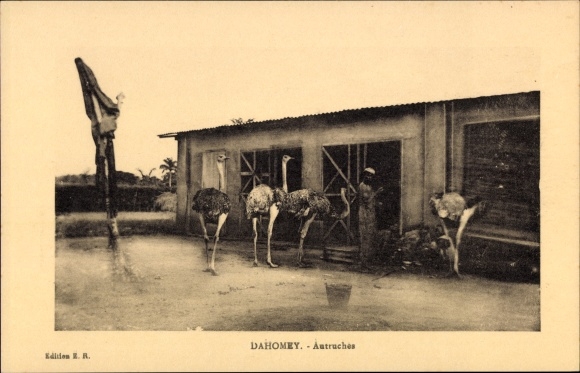 Ak Dahomey Benin, Autruches, Straußenfarm
