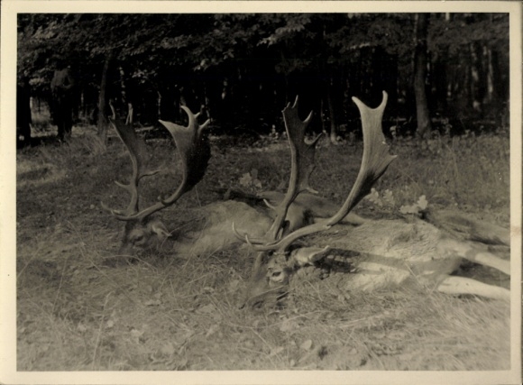Foto Jagd, erlegte Hirsche am Waldrand