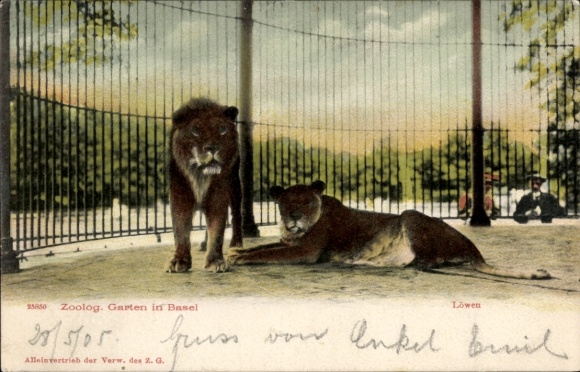 Ak Bâle Basel Stadt Schweiz, Zoologischer Garten, Löwen, Gehege