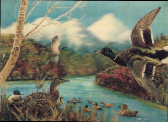 3-D Ak Wilde Enten, Entenküken