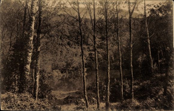 Ak São Miguel Azoren Portugal, Waldidyll