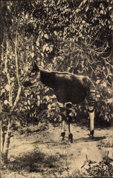 Ganzsachen CPA Congo Belge, Okapi