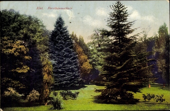 Ak Kiel Schleswig Holstein, Forstbaumschule | 3480997