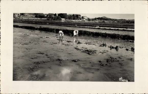 Ak Madagaskar Madagascar, Reisanbau, Arbeiter