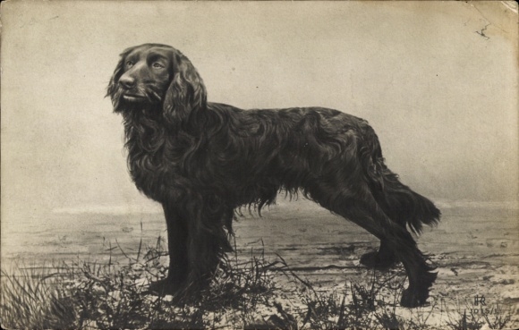 Ak Hund, Tierportrait