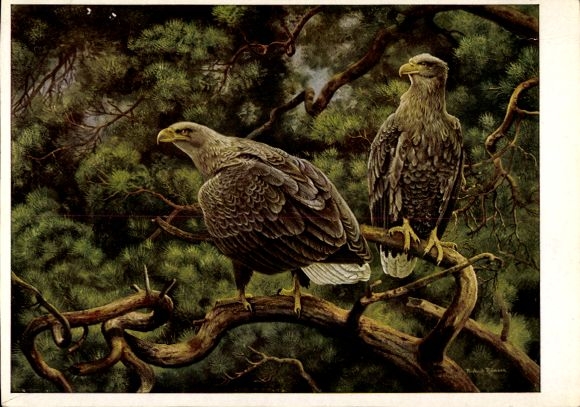 Künstler Ak Riemann, Friedrich, Seeadler