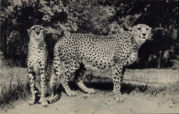 Ak Paris, Zoologischer Park,Geparden