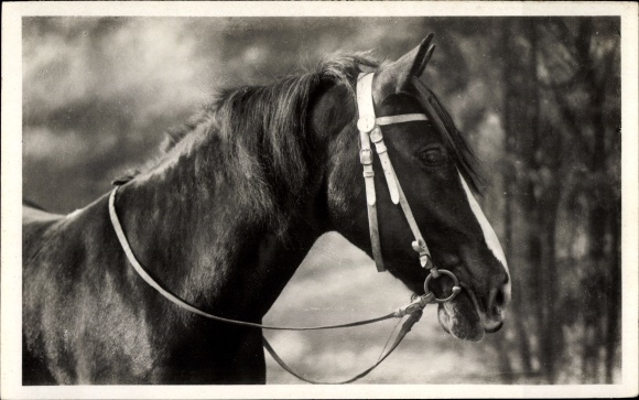 Ak Pferd, Tier-Portrait