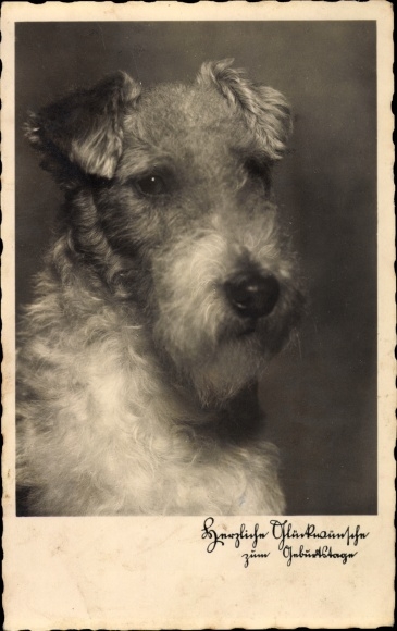 Ak Glückwunsch Geburtstag, Hundeportrait, Terrier