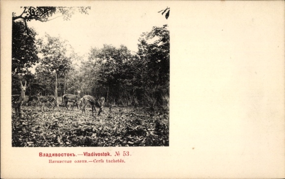 Ak Wladiwostok Russland, Sikahirsche