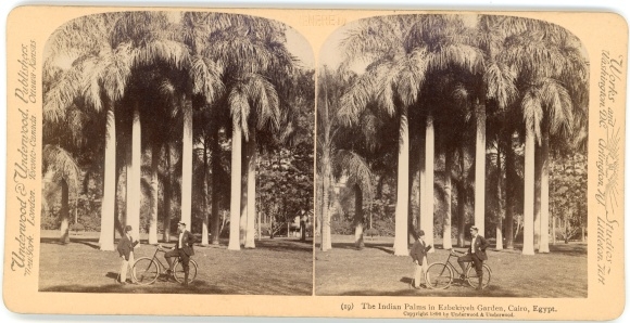Stereo Foto Cairo Kairo Ägypten, Indian Palms in Ezbekiyeh Garden