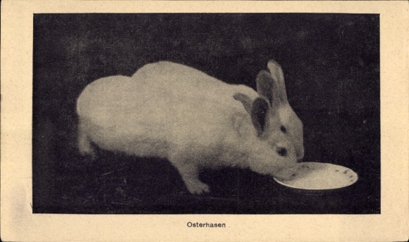 Ak Osterhasen, Tierportrait