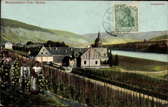 Ak Bullay an der Mosel, Josephshof, Weinreben