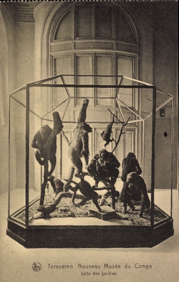 Ak Tervuren Tervueren Flämisch Brabant Flandern, Nouveau musée du Congo, Salle des gorillas