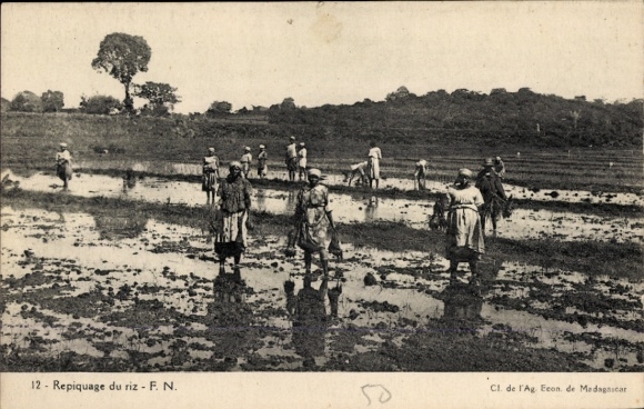 Ak Madagaskar, Reisernte