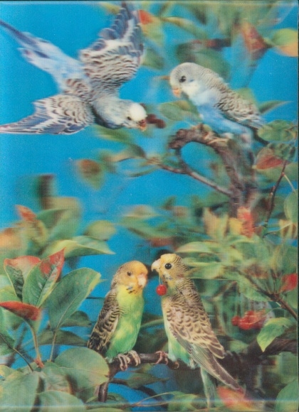 3-D Ak Wellensittiche