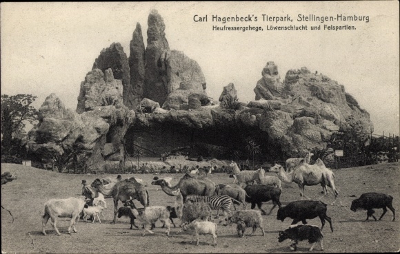 Ak Hamburg Eimsbüttel Stellingen, Carl Hagenbecks Tierpark, Heufressergehege, Löwenschlucht