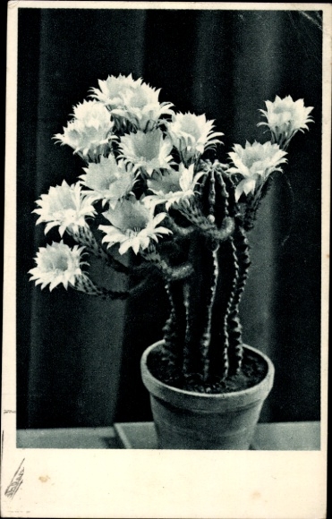 Ak Blühende Kakteen im Blumentopf