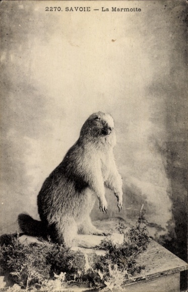 Ak Savoie, Alpenmurmeltier