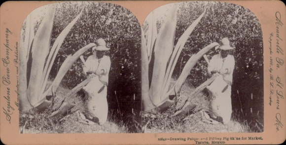 Stereo Foto Tacuba Mexiko, Abzapfen von Pulque aus einer Agave für den Markt, Keystone View Co.