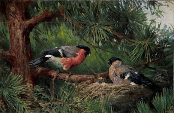 6 Künstler AK im Umschlag von Hans Schmidt, Gefiederte Freunde